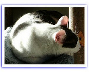 Skys ears
